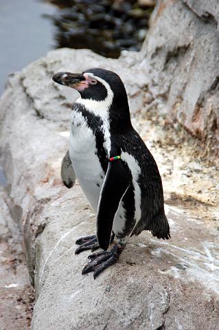dierentuin emmen_0753